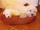 Ricky si Jimmy(al 2 puiut a lui R)