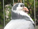 34b (2)
