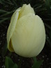 P4173368