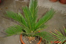 palmier cycas