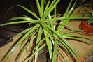 dracaena marginata