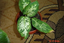 diffenbachia