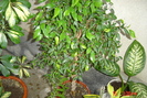 ficus elastica