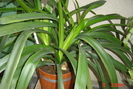 clivia