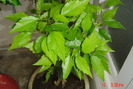 hibiscus portocaliu