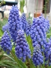 Muscari armeniacum (2010, April 15)