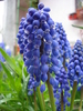 Muscari armeniacum (2010, April 15)