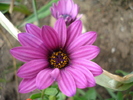 African Daisy Astra Violet (2010, Apr.15)