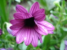 African Daisy Astra Violet (2010, Apr.15)