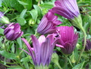 African Daisy Astra Violet (2010, Apr.15)