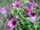 African Daisy Astra Violet (2010, Apr.15)