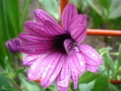 African Daisy Astra Violet (2010, Apr.15)