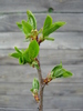 Sour Cherry Tree_Visin (2010, April 25)