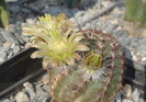 Echinocereus viridiflorus