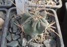 Glandulicactus uncinatus