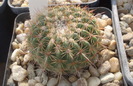 Notocactus roseoluteus