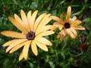 Daisy Orange Dream (2010, April 16)