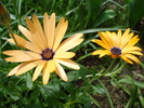 Daisy Orange Dream (2010, April 16)