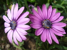 African Daisy Astra Violet (2010, Apr.16)