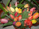 Lalele de la Vio-15apr2010