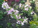 weigela variegata