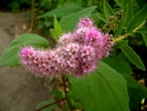 Spiraea