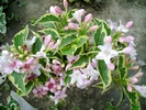 Weigela variegata1