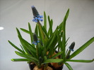 Muscari Blue Magic