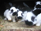Picture 132