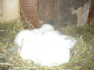 Picture 133