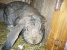 Picture 135
