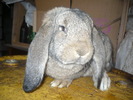 Picture 136