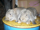 Picture 142