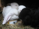 Picture 147
