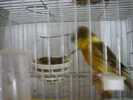 canari la cuib 2010 003