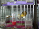 canari la cuib 2010 014