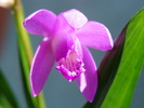 Bletilla striata