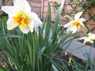 Narcise Flower Drift 17 apr 2010 (1)