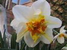 Narcise Flower Drift 17 apr 2010 (2)