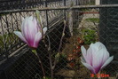 magnolia 18.04 2010