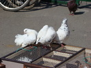 DSC08150