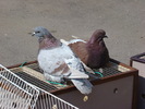 DSC08151