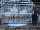 DSC08171
