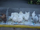 DSC08173