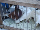 DSC08186