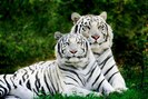 mama si puiu de tigru alb