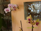 alte orhidee