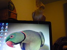 P1010665 NIKI PE LAPTOP