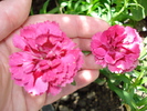 DSC01935