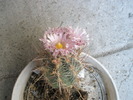 Thelocactus lausserii